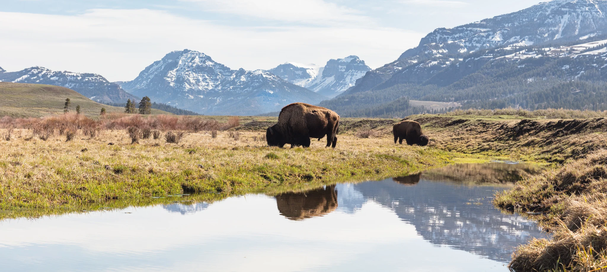 Bison in Yellowstone